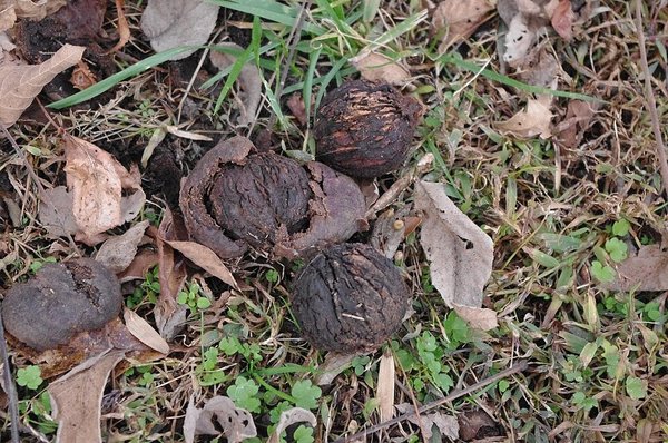 Black Walnut Dye: The Brown That Never Lets Go