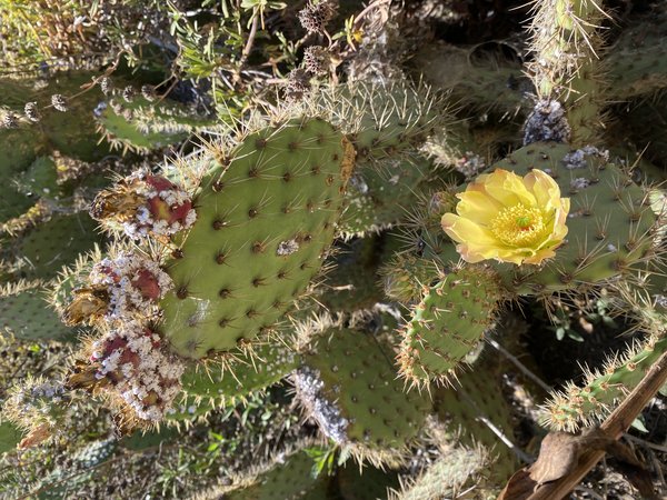 Cochineal Dye: The Insect Spain Kept Secret for 200 Years