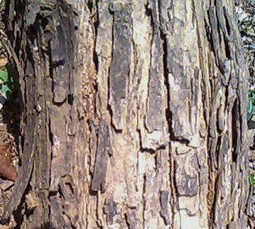 Cutch Dye: The Warm Brown That's Also a Mordant