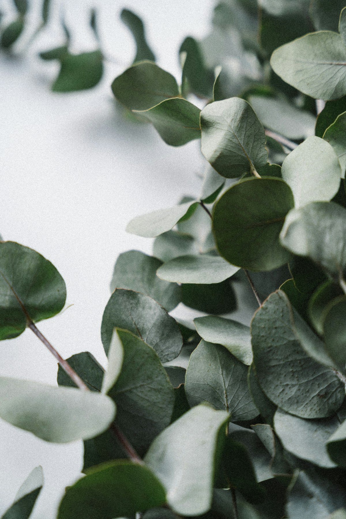 Eucalyptus Dye: Rust, Gold and Copper Without a Mordant