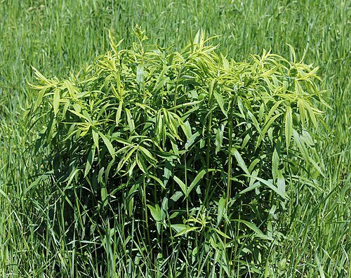 Goldenrod Dye: The Yellow That Gets Blamed for Ragweed's Crimes