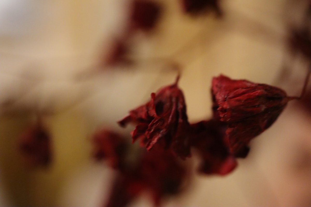 Hibiscus Dye: The Pink and Purple That Changes with pH