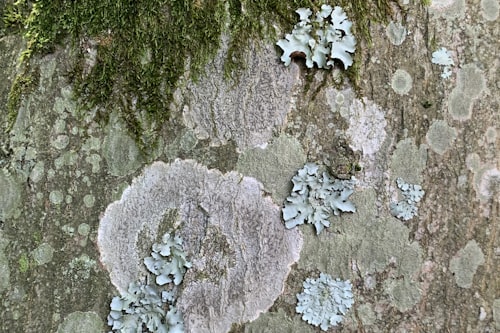 Lichen Dye: The Slow Color from Rock and Bark
