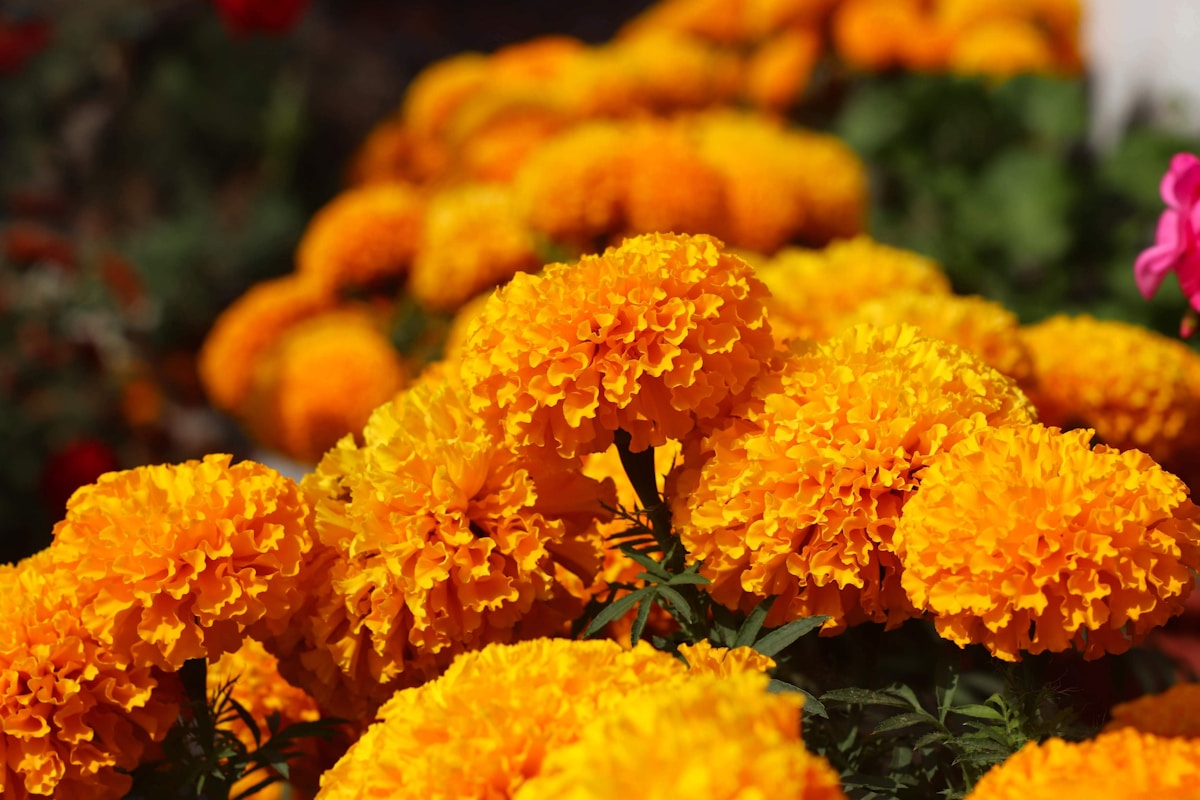 Marigold Dye: The Most Reliable Yellow in the Garden