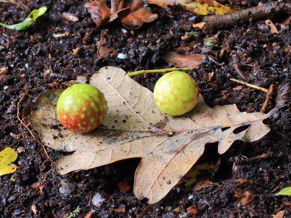 Oak Gall Ink: The Ancient Recipe That's Still Eating the Documents It Wrote