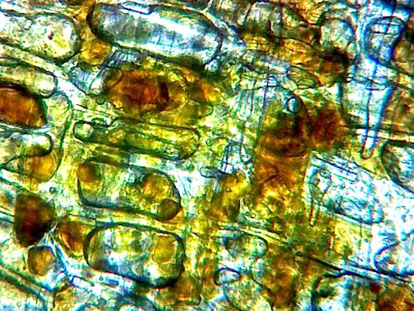 Onion Skin Dye: The Gold You've Been Throwing Away