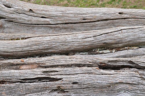 Osage Orange Dye: The Brightest Yellow in the North American Hedgerow