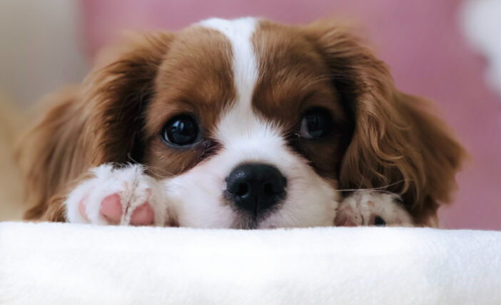 Is Bouclé Fabric Pet Friendly? The Truth About Loops and Claws